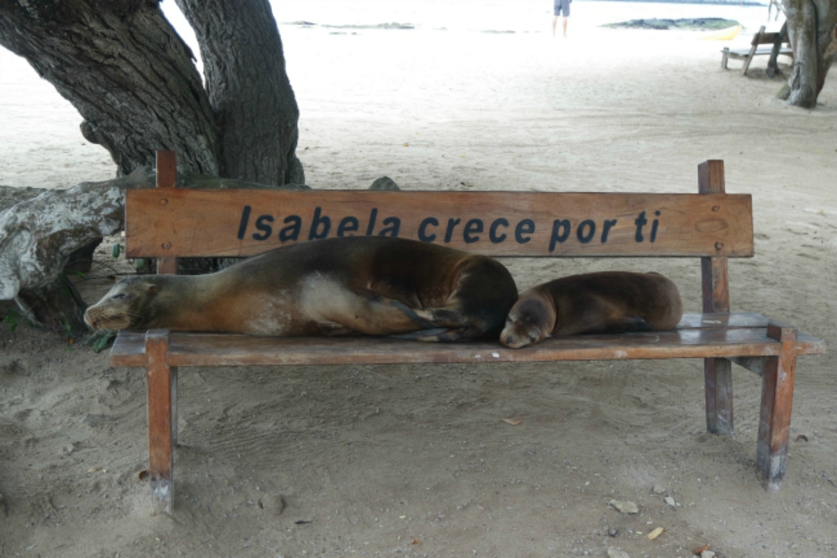 isla isabela Galapagos