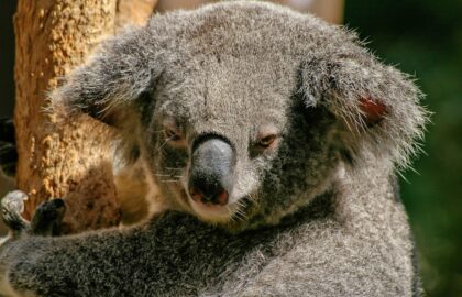 things about Australia