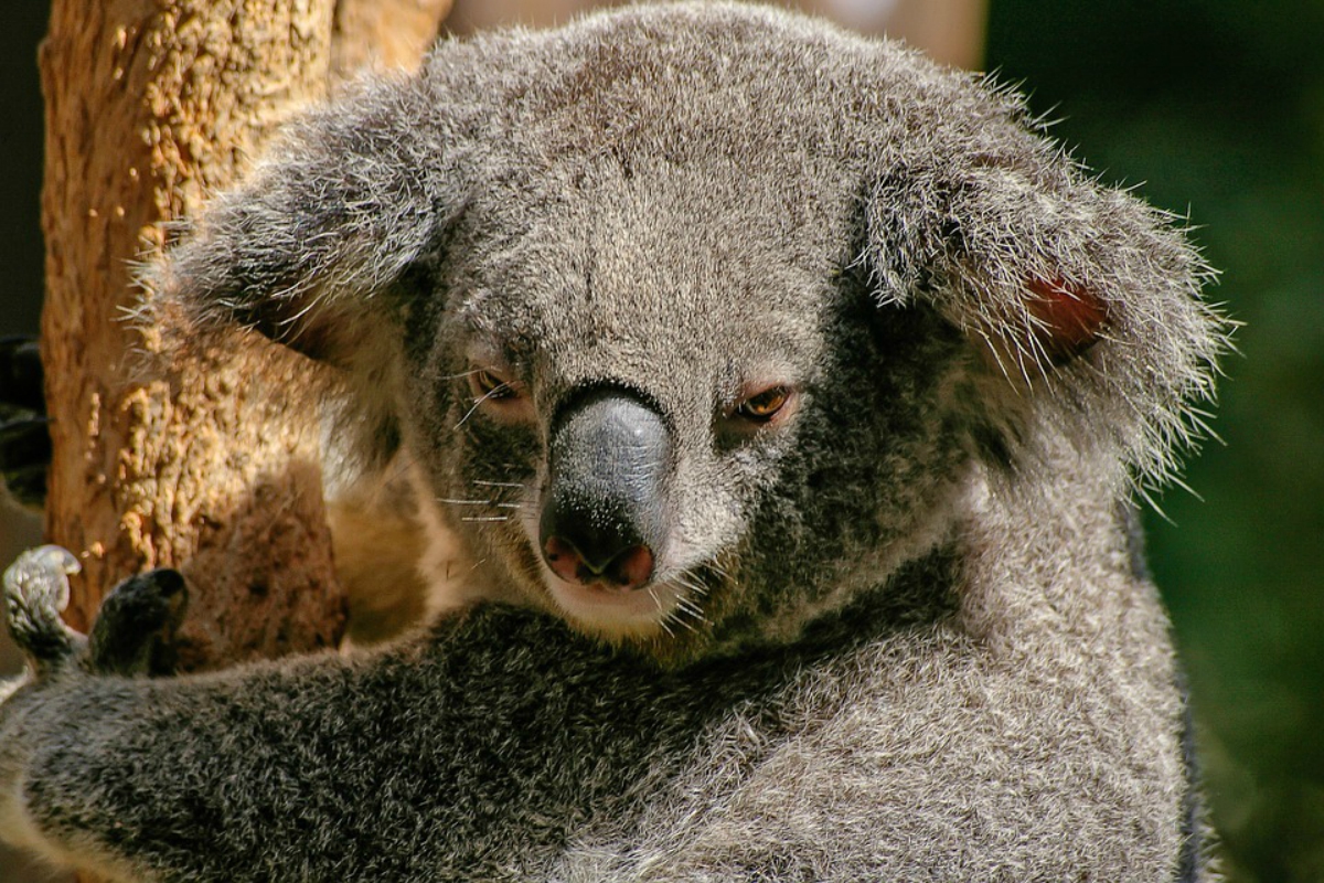 things about Australia